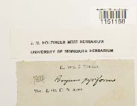 Physcomitrium pyriforme image