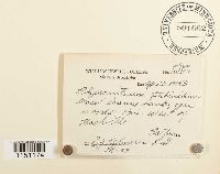 Physcomitrium pyriforme image