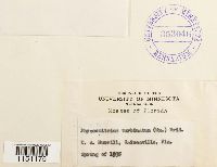 Physcomitrium pyriforme image