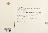 Physcomitrium pyriforme image