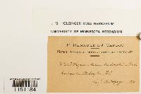 Physcomitrium pyriforme image