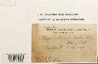 Physcomitrium pyriforme image