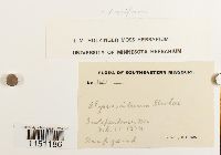 Physcomitrium pyriforme image