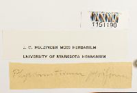 Physcomitrium pyriforme image