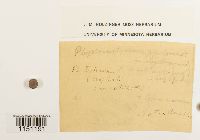 Physcomitrium pyriforme image