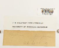 Physcomitrium pyriforme image