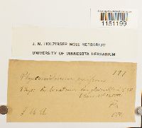 Physcomitrium pyriforme image