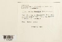 Pilotrichella flexilis image