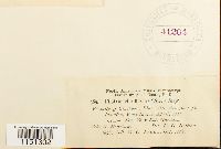 Pilotrichella flexilis image