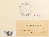 Pilotrichella flexilis image