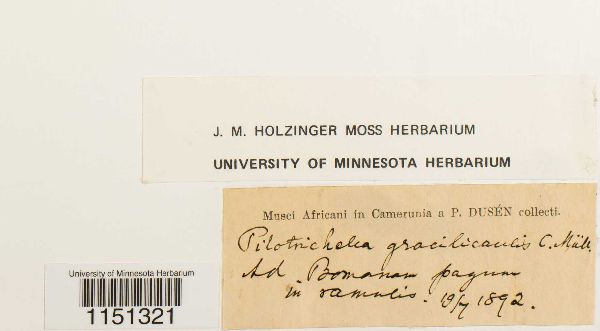 Pilotrichella gracilicaulis image