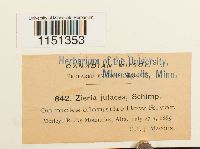 Plagiobryum zieri image