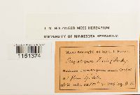 Plagiobryum zieri image