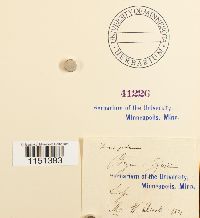 Plagiobryum zieri image