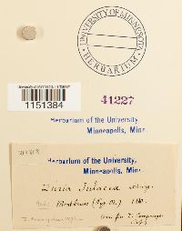 Plagiobryum zieri image