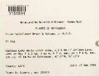 Plagiomnium cuspidatum image