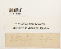 Plagiomnium cuspidatum image