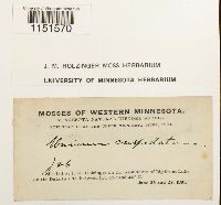 Plagiomnium cuspidatum image