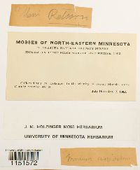 Plagiomnium cuspidatum image
