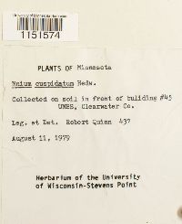 Plagiomnium cuspidatum image