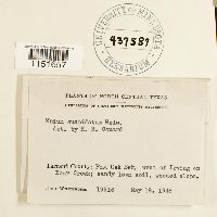 Plagiomnium cuspidatum image