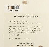 Plagiomnium cuspidatum image