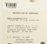 Plagiomnium cuspidatum image