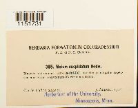 Plagiomnium cuspidatum image