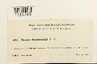 Plagiomnium drummondii image