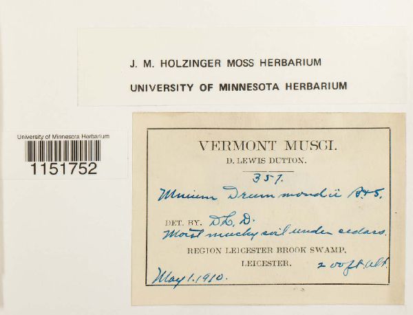 Plagiomnium drummondii image