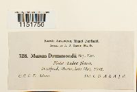 Plagiomnium drummondii image