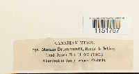 Plagiomnium drummondii image