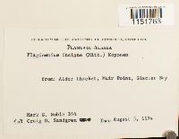Plagiomnium insigne image