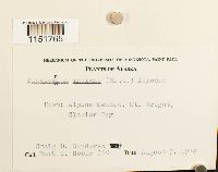 Plagiomnium insigne image
