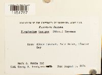 Plagiomnium insigne image
