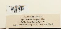 Plagiomnium insigne image