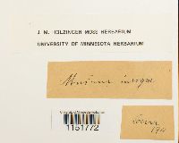 Plagiomnium insigne image