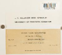 Plagiomnium insigne image