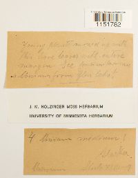 Plagiomnium medium image
