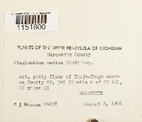 Plagiomnium medium image