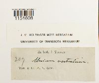 Plagiomnium rostratum image
