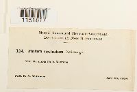 Plagiomnium rostratum image
