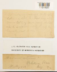 Plagiomnium rostratum image