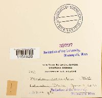 Plagiomnium venustum image