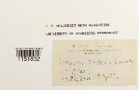 Plagiomnium venustum image