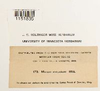 Plagiomnium venustum image