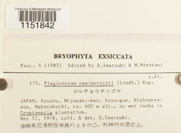 Plagiomnium maximoviczii image