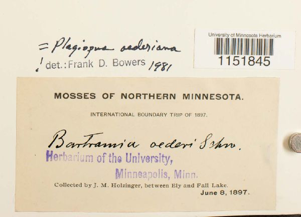 Plagiopus oederianus image