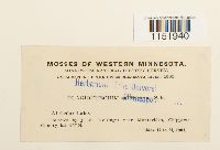 Plagiothecium cavifolium image