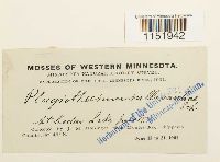 Plagiothecium cavifolium image